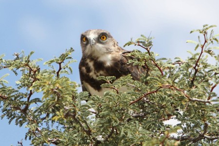 Roofvogel Transfrontier Park