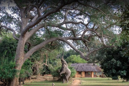 Safari Lodge Olifant Track And Trail River Camp