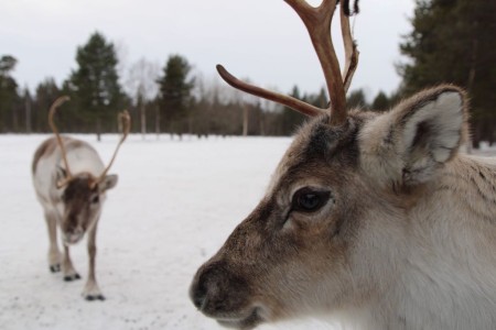 Samicultuur Karasjok Park