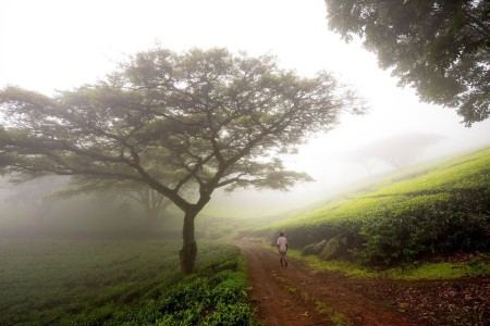 Satemwa Tea Estate Huntingdon House Mist Malawi Crafted