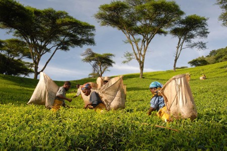 Satemwa Tea Estate Huntingdon House Pluckers In Trees Malawi Crafted