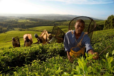 Satemwa Tea Estate Huntingdon House Pluckers Malawi Tourism