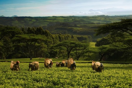 Satemwa Tea Estate Huntingdon House Pluckers Malawi Tourism