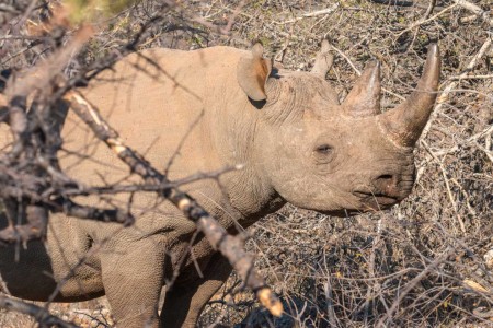 Sausage Tree Lodge Neushoorn Ramon Lucas Suid Afrika Reise