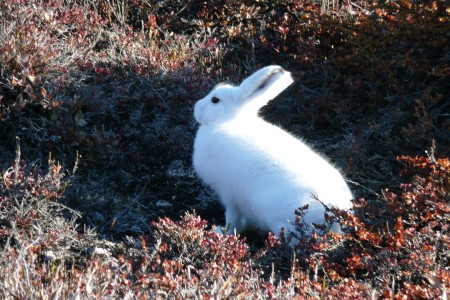 Scoresby Sund Oost Groenland Arctic Hare %C2%A9 Rob Tully   Oceanwide Expeditions JPG Rob Tully