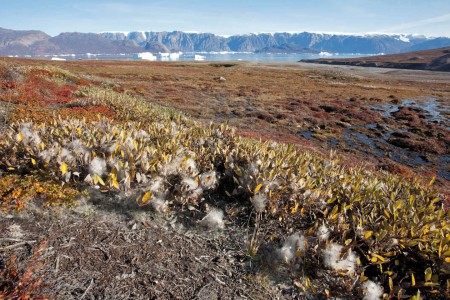 Scoresby Sund Oost Groenland East Greenland%2C R%C3%B8de Fjord%2C Scoresby Sund%2C September %C2%A9 Troels Jacobsen Oceanwide Expeditions Jpg Troels Jacobsen