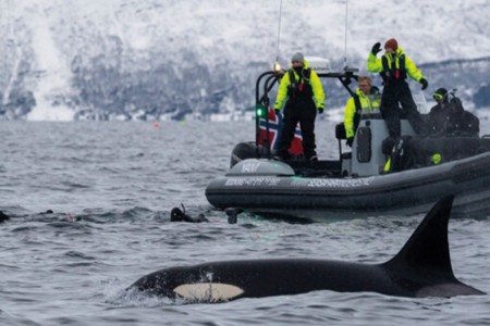 Sea Safari Andenes Snorkelen 2