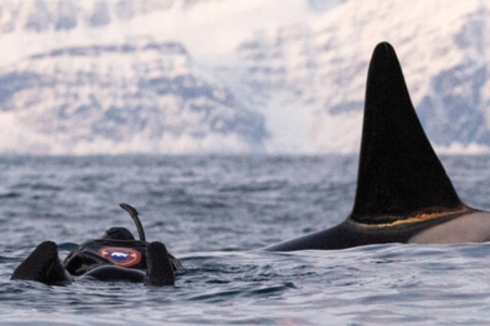 Sea Safari Andenes Snorkelen