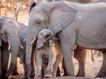 Shindzela Olifant