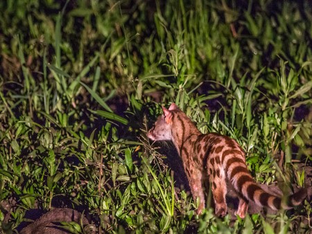 South Luangwa Civetkat Ramon Lucas