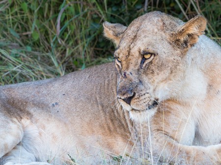 South Luangwa Leeuw Ramon Lucas 1