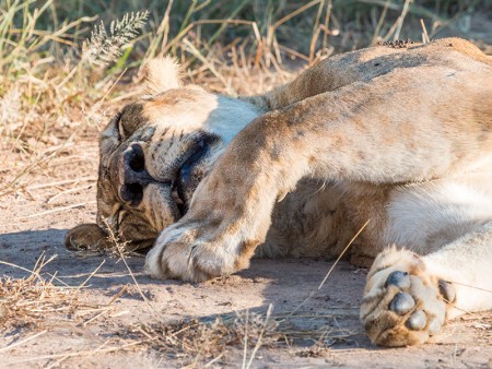 South Luangwa Leeuw Ramon Lucas 2