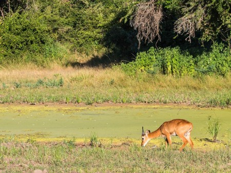 South Luangwa Puku Ramon Lucas 1