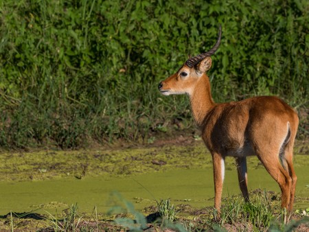 South Luangwa Puku Ramon Lucas