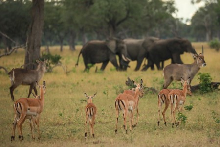 South Luangwa Zambia Crafted Africa Mike Varndell