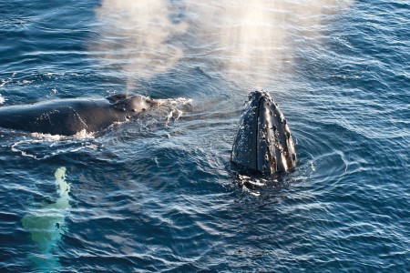 Spitsbergen En Groenland Humpback Whale %C2%A9 Erwin Vermeulen Oceanwide Expeditions Jpg Erwin Vermeulen