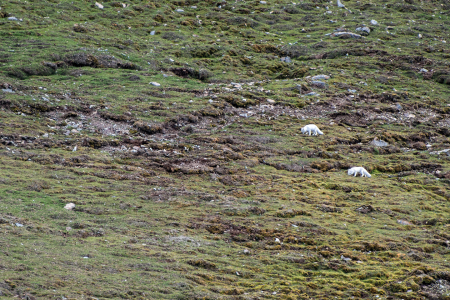 Spitsbergen Kvitoya Ms Ortelius Around Spitsbergen%2C Kvitoya%2C August %C2%A9 Zoutfotografie Oceanwide Expeditions JPG Zout Fotografie