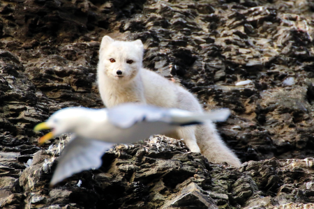 Spitsbergen Kvitoya Ms Ortelius Polar Fox Watching Kittiwake %C2%A9 Simone Fl%C3%B6rke   Oceanwide Expeditions JPG Simone Fl%C3%B6rke