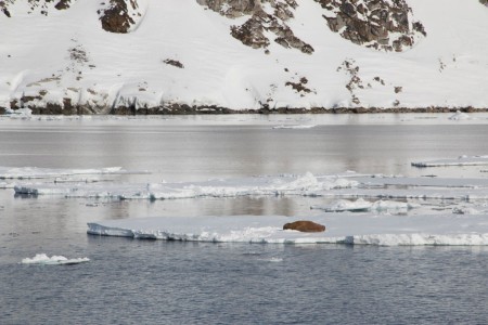 Spitsbergen Noord Zeilschip Noorderlicht 4