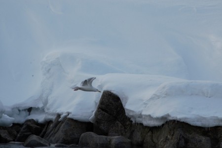 Spitsbergen Noord Zeilschip Noorderlicht 5