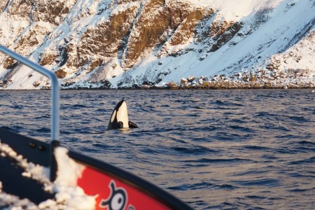 Uloybukt Arctic Panorama Lodge 29