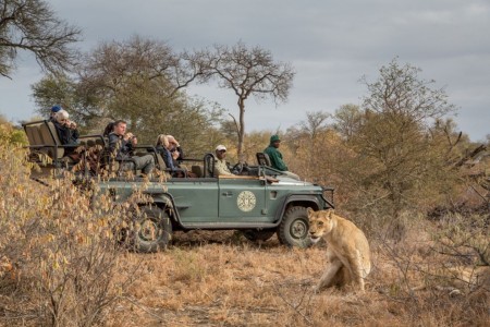 Umlani Timbavati Game Drive Leeuw