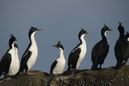 Valdes Peninsula Cormoran Cape