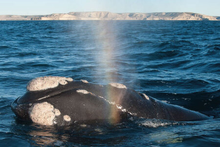 Valdes Peninsula Walvis Cape