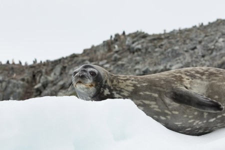 Varen Langs Falklandeilanden Zuid Georgie Antarctica Ramon Lucas 1