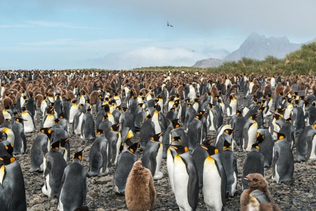 Varen Langs Falklandeilanden Zuid Georgie Antarctica Ramon Lucas 10