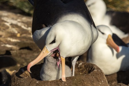 Varen Langs Falklandeilanden Zuid Georgie Antarctica Ramon Lucas 11