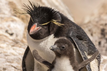 Varen Langs Falklandeilanden Zuid Georgie Antarctica Ramon Lucas 14