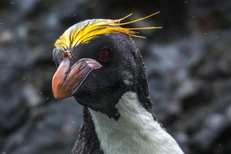 Varen Langs Falklandeilanden Zuid Georgie Antarctica Ramon Lucas 2