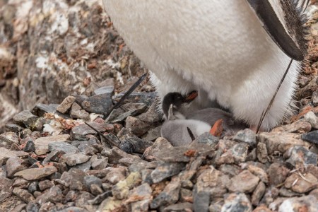 Varen Langs Falklandeilanden Zuid Georgie Antarctica Ramon Lucas 3