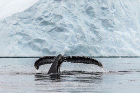 Varen Langs Falklandeilanden Zuid Georgie Antarctica Ramon Lucas 4