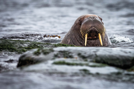 Varen Langs Spitsbergen Quark Expeditions Intro To Spitsbergen Arctic%3B Ocean Adventurer%3B Norway%3B Svalbald%3B Walrus 7029 Credit NickySouness