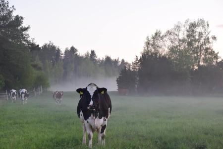 Vasarainen Soukaisten Rustholli 5