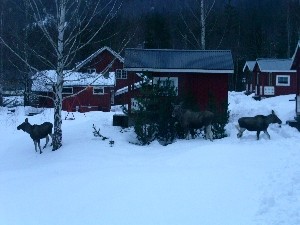 Vinter 1