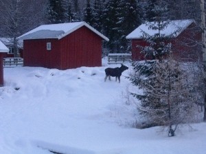 Vinter 3