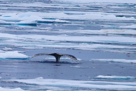 Walvis Safari Jan Mayen Spitsbergen Pack Ice%2C Whale %C2%A9 Mark Vogler   Oceanwide Expeditions Mark