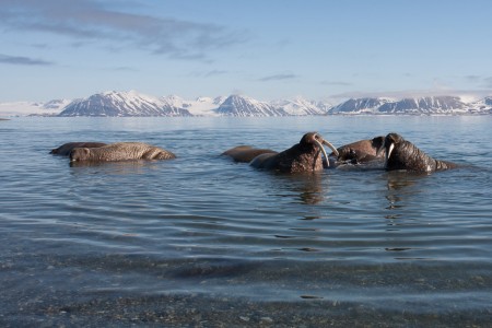 Walvis Safari Jan Mayen Spitsbergen Poolepynten   Prins Karls Forland 9198  %C2%A9 Troels Jacobsen Oceanwide Expeditions Jpg Troels Jacobsen