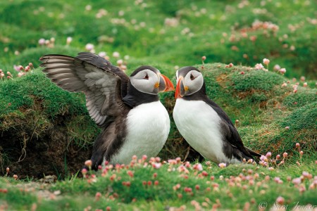 Walvis Safari Jan Mayen Spitsbergen Puffins On Fair Isle %C2%A9 Sara Jenner   Oceanwide Expeditions Jpg Sara