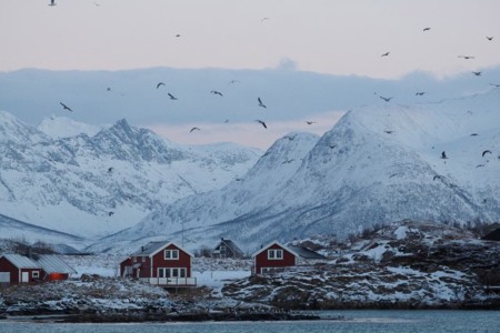 Walvis Safari Noord Noorwegen Noorderlicht Lea Ponzle Oceanwide Expeditions