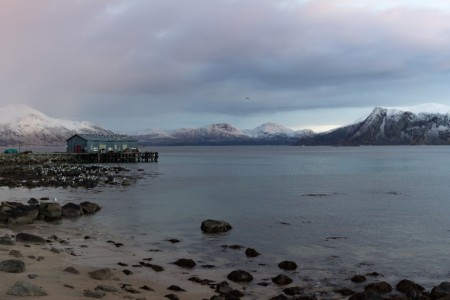 Walvis Safari Noord Noorwegen Noorderlicht Tromvik Fjord Oceanwide Expeditions