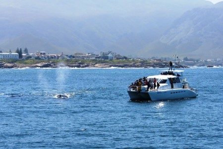 Walvis Southern Right Charters Hermanus Boot