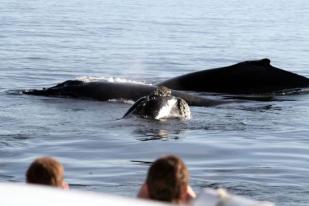 Walvis Southern Right Charters Hermanus Zee