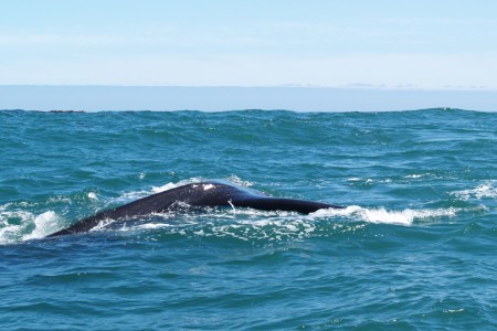 Walvis Zuidkaper Hermanus Suid Afrika Reise