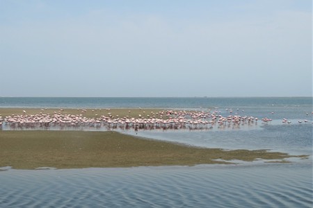 Walvisbaai Flamingos Suid Afrika Reise