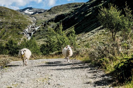 Wandelreis Frigg Livestock In Jotunheimen Thomas Rasmus Skaug Visitnorway