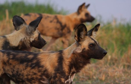 Wilde Honden Khwai Bushways Safaris